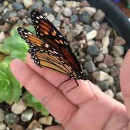 My husband gives me butterflies